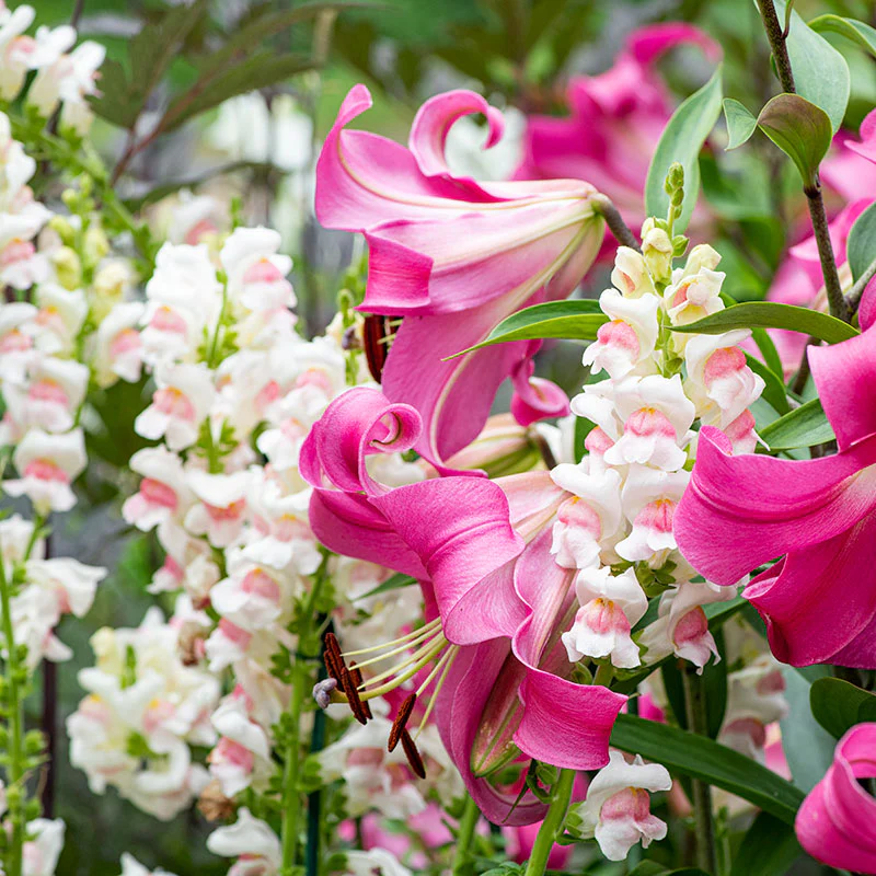 Snapdragon 'Potomac® Appleblossom' F1 - S2 - Image 3