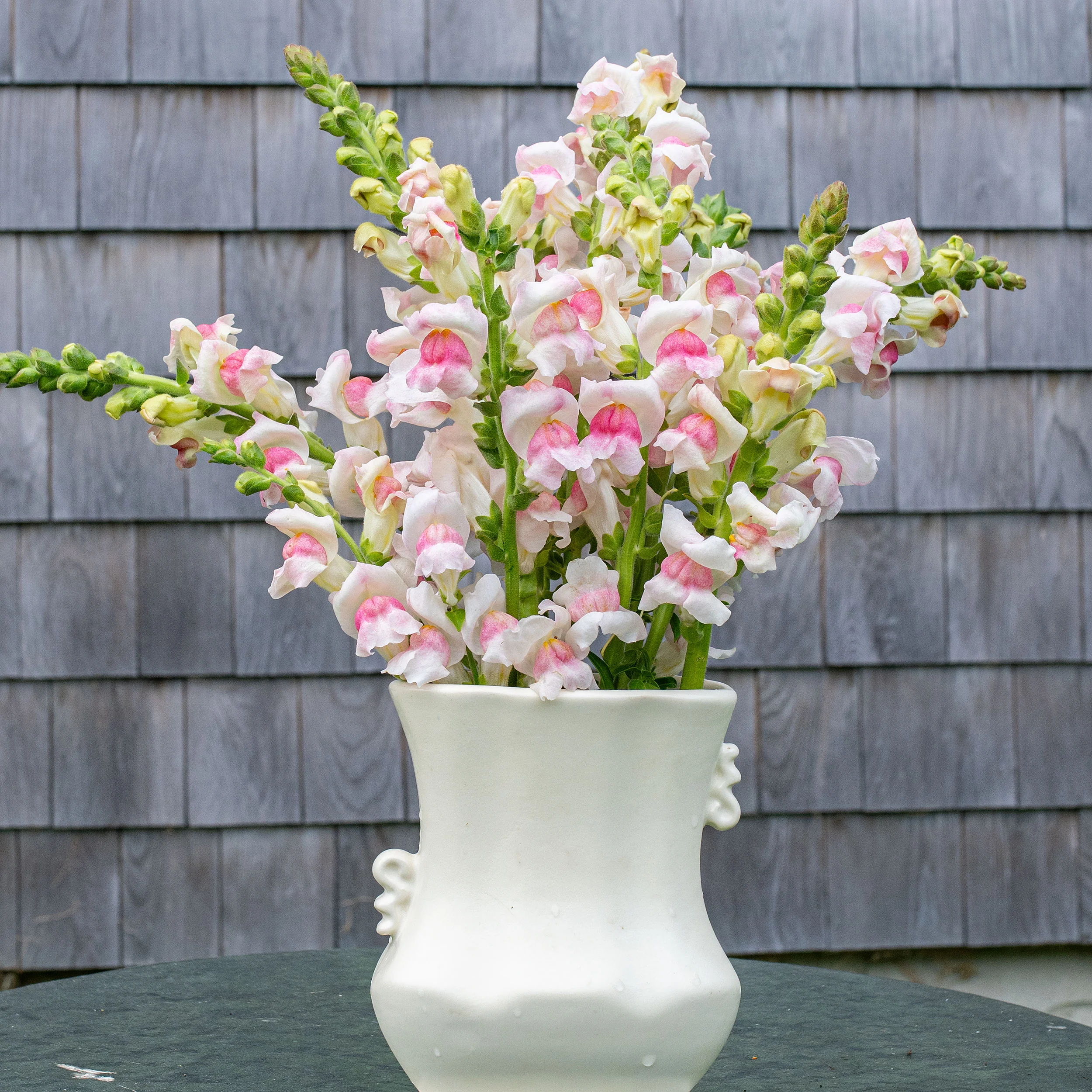 Snapdragon 'Potomac® Appleblossom' F1 - Image 4